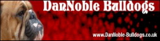 DanNoble's, English bulldog breeder in UK or England, Great Britain ou Angleterre ou Grande-Bretagne